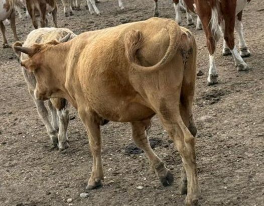 Продам бычков 6 голов полторашки (1,5)