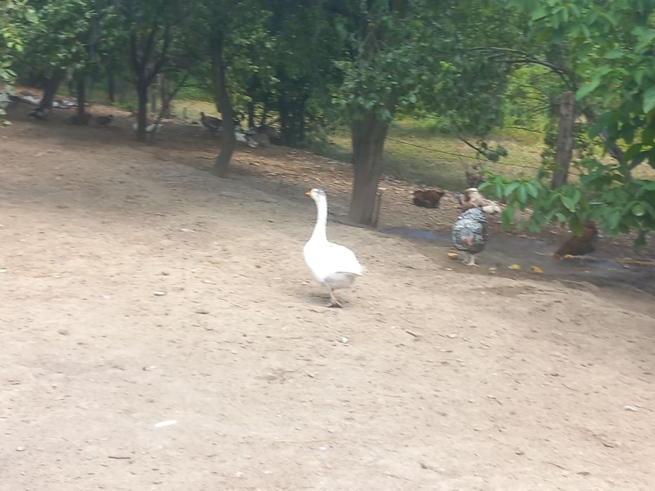 De vânzare gaste și boboci de gasca