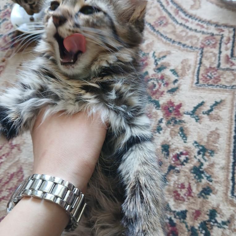 Мейнкун, сиямский, табби - 4 месяца
