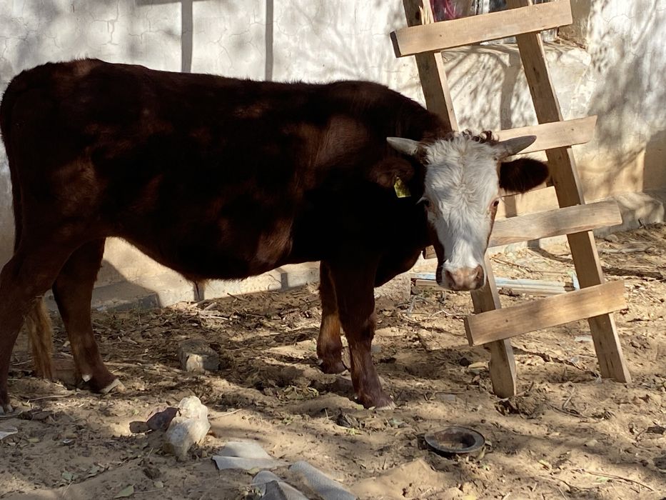 Жас жарымдык өгіз сатылады, күйі дақсы