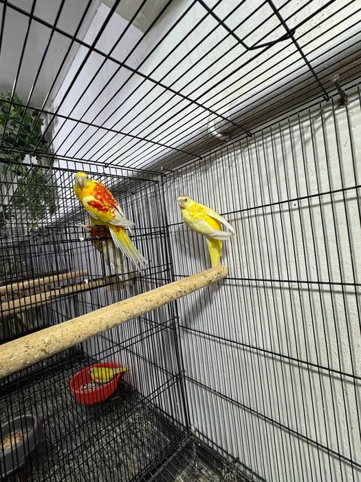 Pevchi parla sotiladi 2para bor.