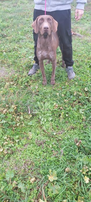 Куцхаар женски на 3г.