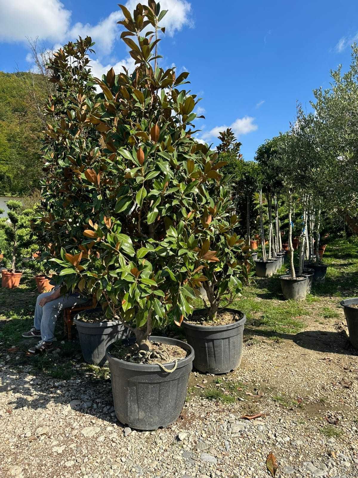 Plante ornamentale de excepție – Livrare și montaj la cerere!