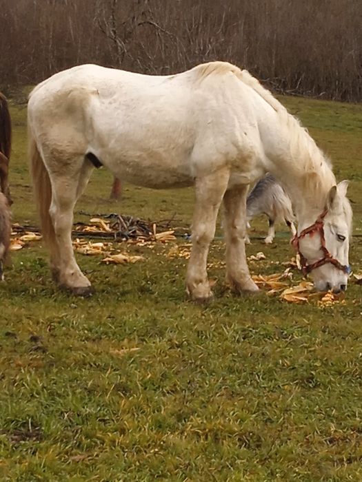 Vând cal de căruță
