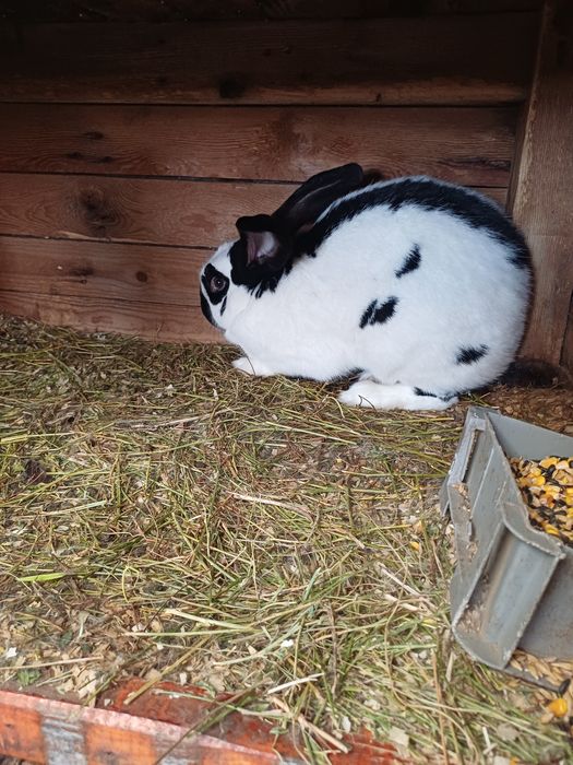 Vand femele urias pestri german