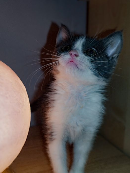 Котенок ищет дом