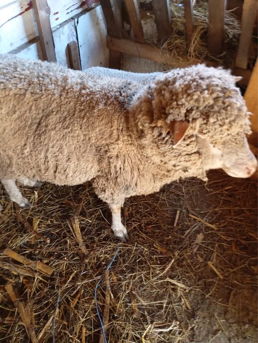 Vand oi, 750 milioane  bucata