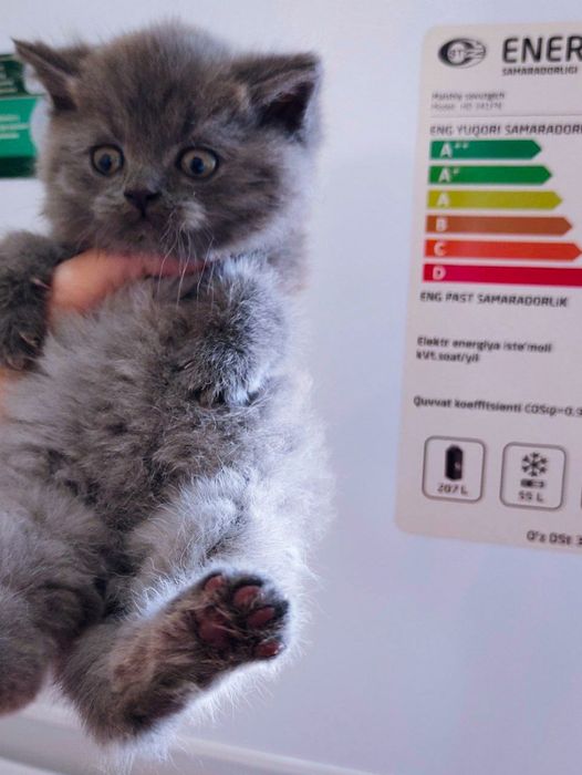 Скидкааа! Кот скотиш фолд