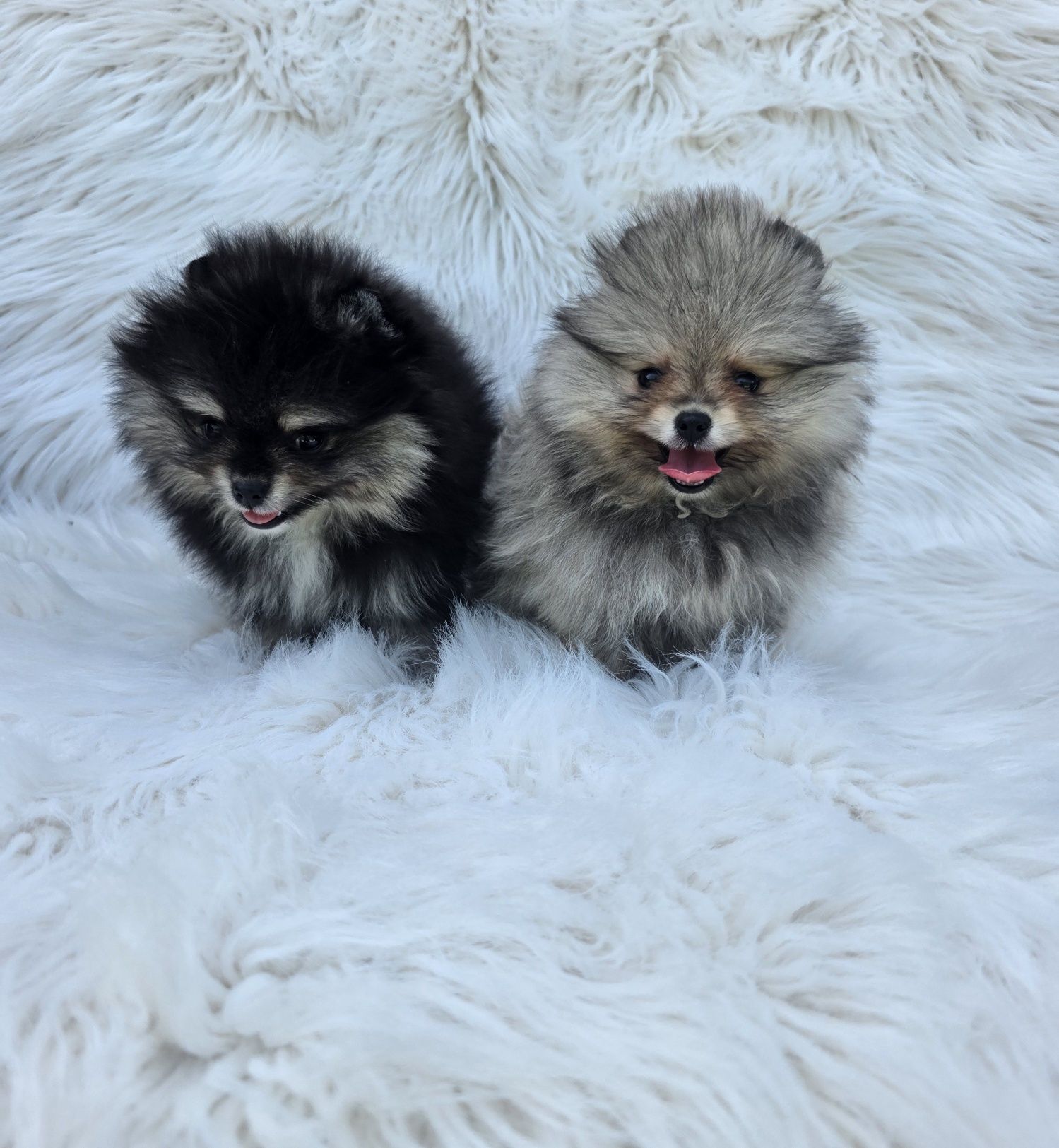 Померан мини /Mini pomeranian/ момичета