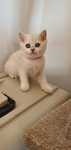 Fetita british cu pedigree