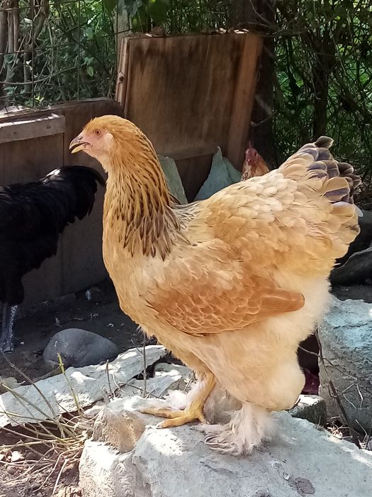 Găini brahma de vânzare