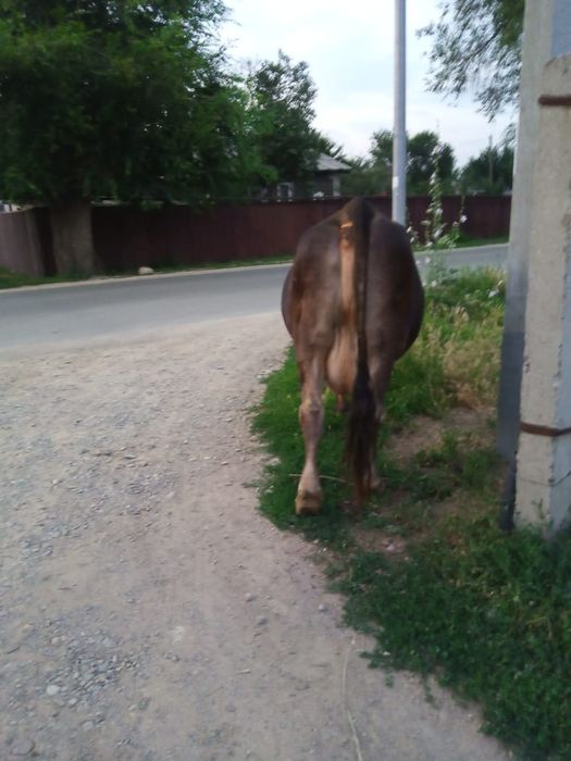 Продам молочную дойную карову