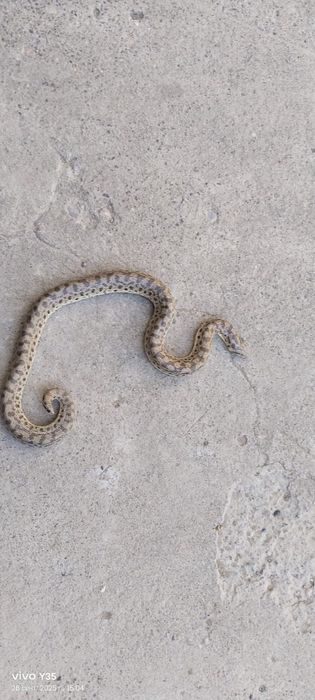 Колбар жылан бар