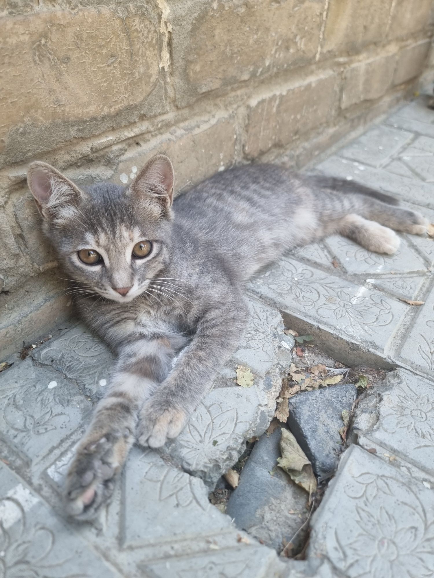 Отдам котёнка в добрые руки