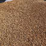 Cereale grâu, orzoaica triticale