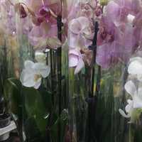 Орхидея скидке по100 тыс