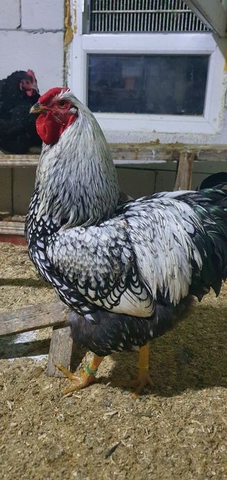 Gaini si cocos Wyandotte argintiu / silver