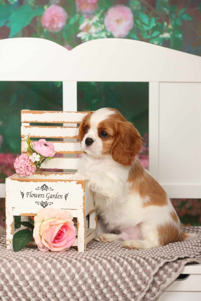 Cavalier King Charles spaniel cu certificat Pedigree A