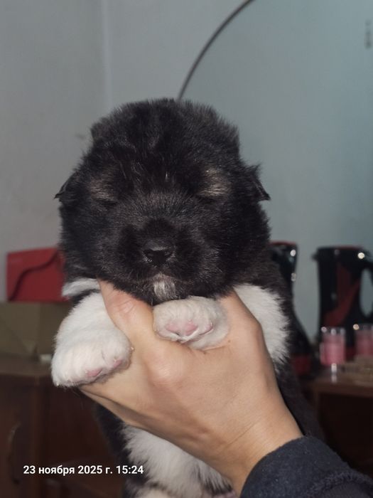 Щенки Американской Акиты