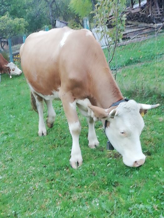 Vând vacă balțată românească