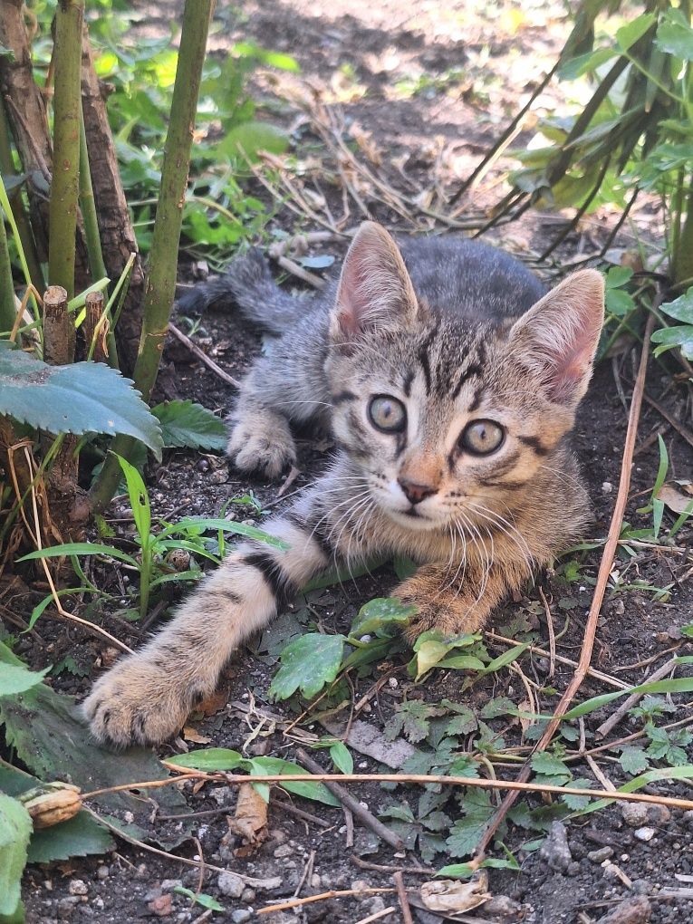 Подарявам котета