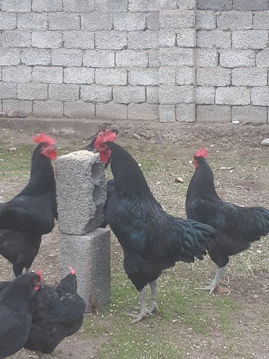 Qora shagzoda xorozlari sotladi