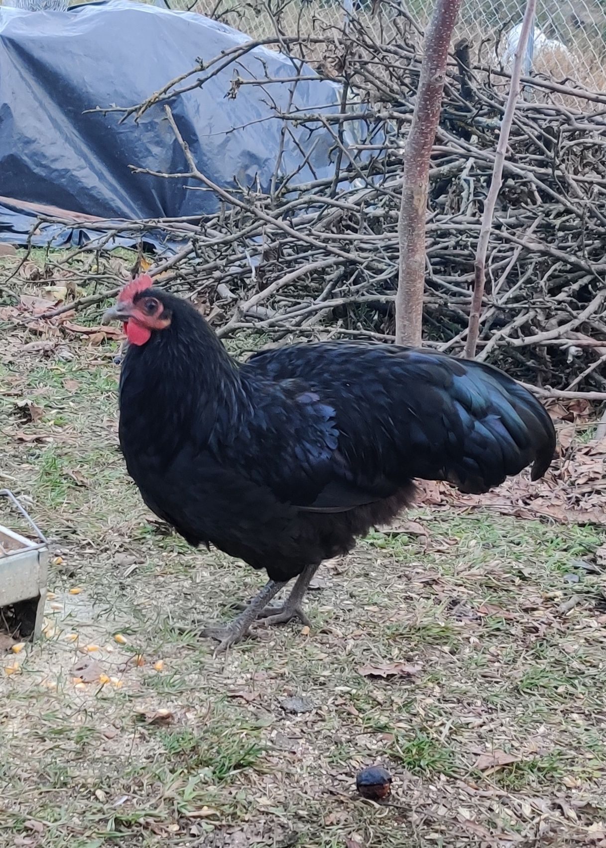 Vând cocoși Australorp și Brahma