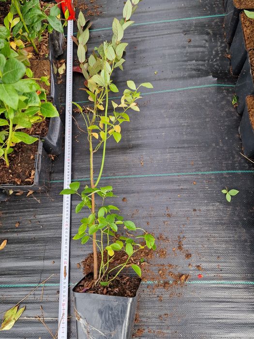 Боровинки разсад