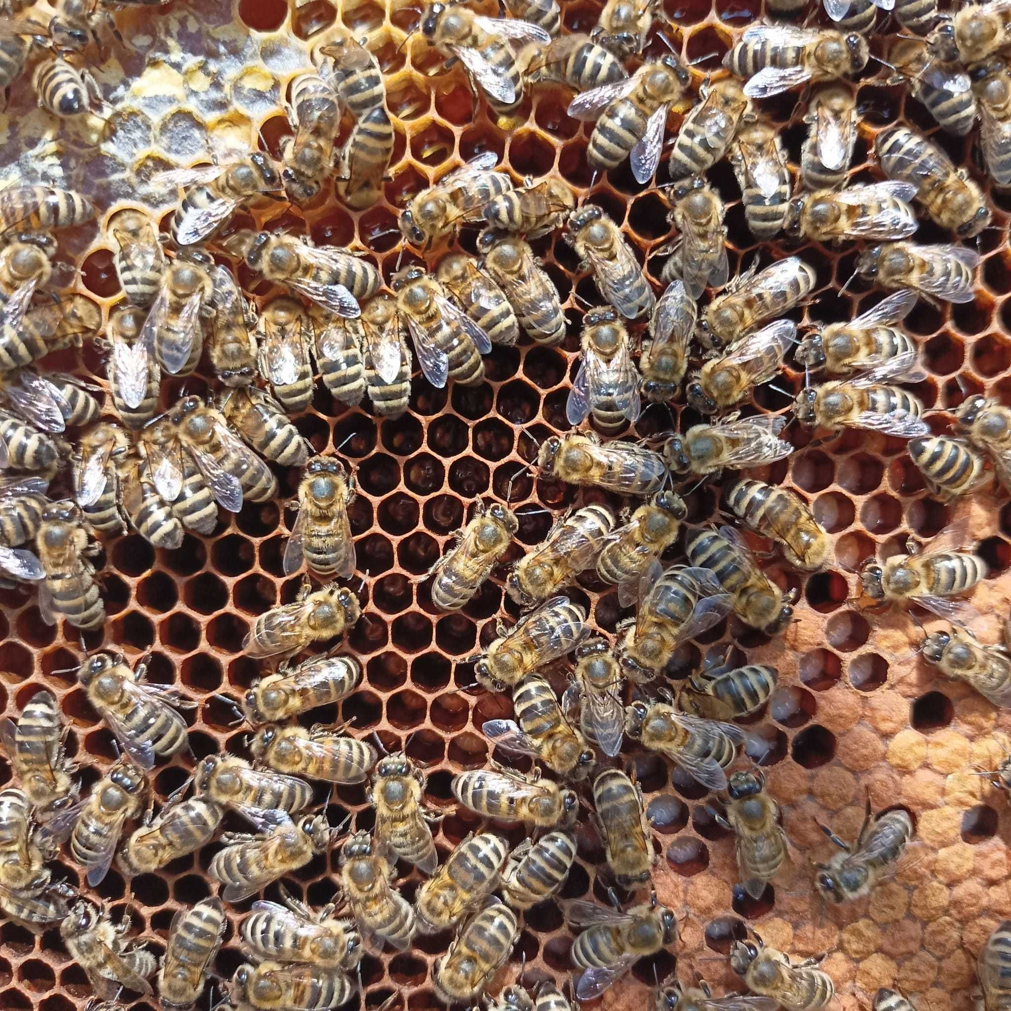 Vand roi de albine extra timpuriu