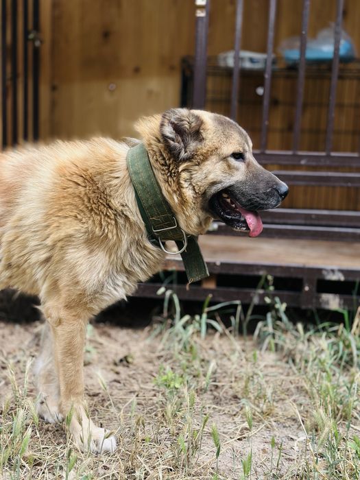 Диего ищет семью! Добр к людям. Хорошо охраняет. Собака. Кобель
