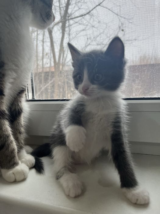 Отдам в добрые руки котят.Девочки 1.6 месяцев.К лотку приучены.