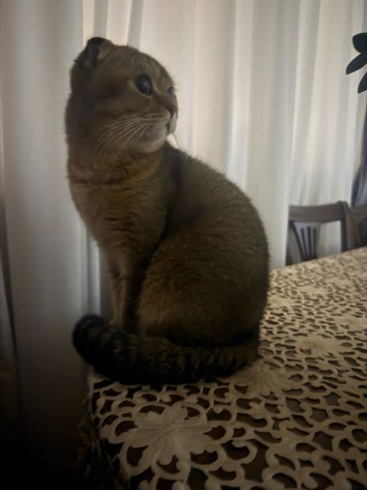 Скоттишфолд для вязки