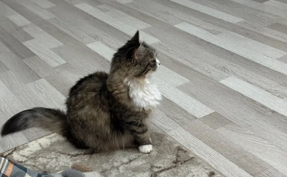 Кошечка породы Манчкин