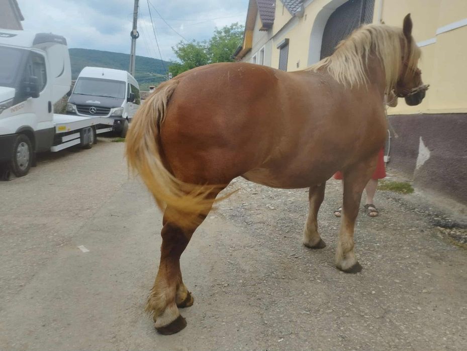 Iapa de  vânzare de 5 ani