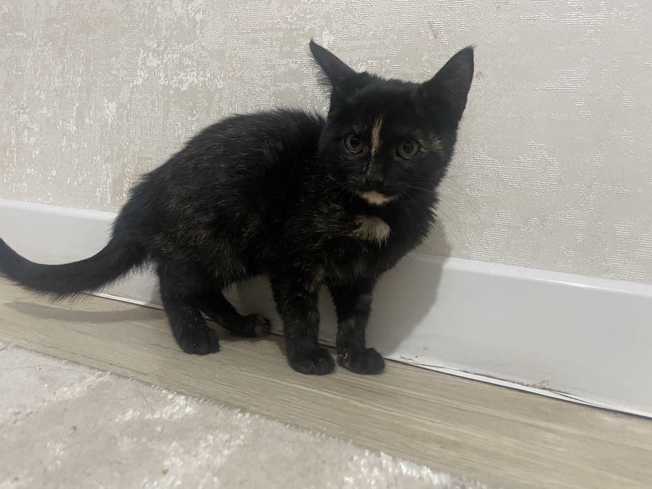 Кошка в хорошие руки