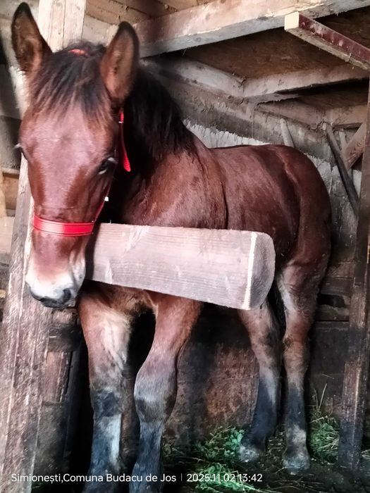 Mânz frumos de vânzare