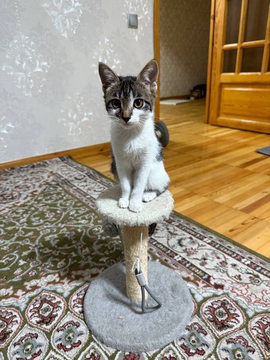 Бесплатно котенок Мурка