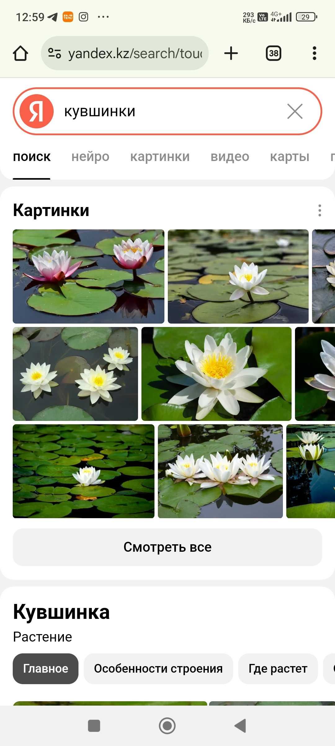 Продаю кувшинки для пруда.