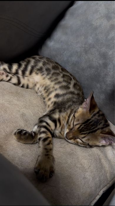 бенгальская кошка