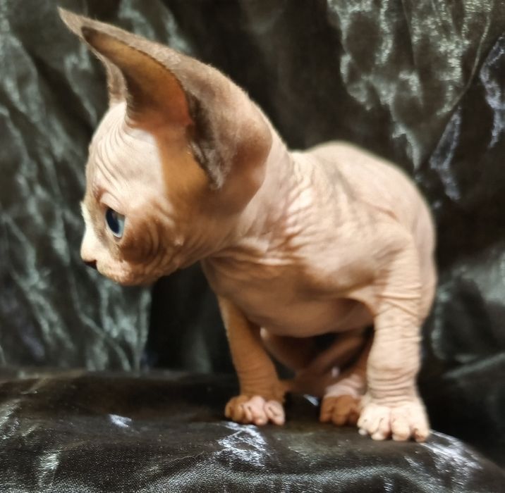 Сфинкс мальчик 1 месяц и 3 недели