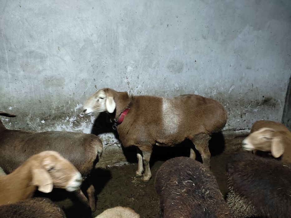 Арашан порода сотилади