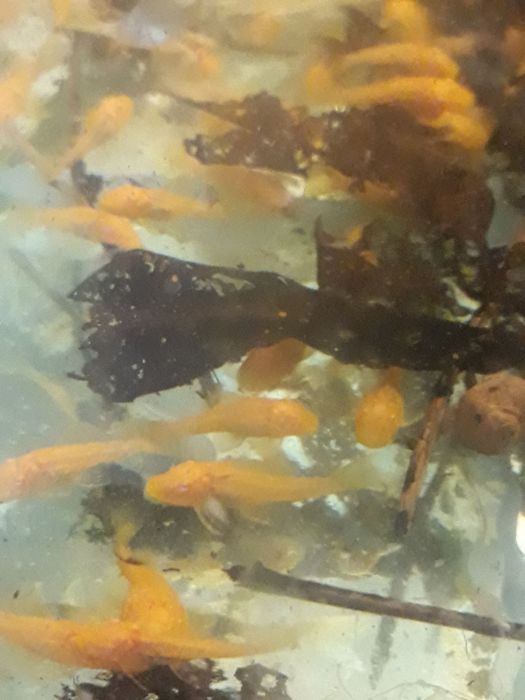 Pesti exotici,un acvariu ,un colț de natură!