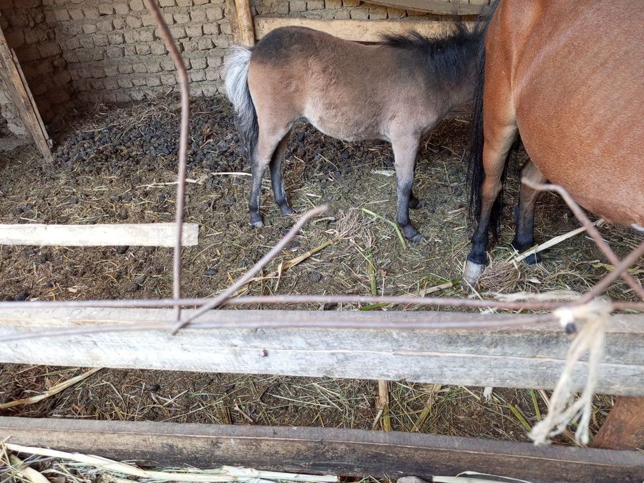 Poni ot ona bola rangi qizg'ish