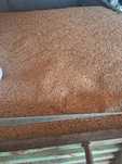 Vand triticale ,recolta 2025,calitate foarte bună!
