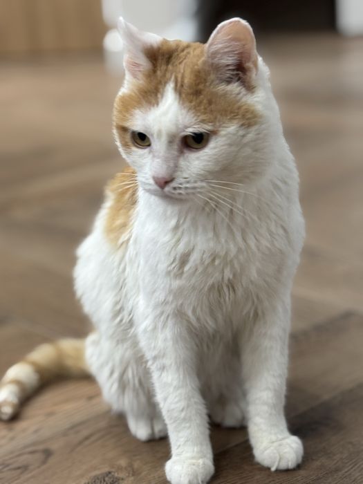 Ищу дом для Рыже белого кастрированного кота