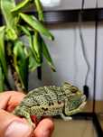Gecko crestat, cameleon