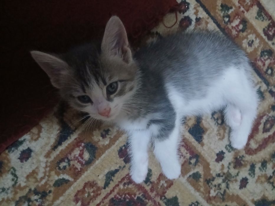Отдам в добрые руки двух котят — мальчик и девочка