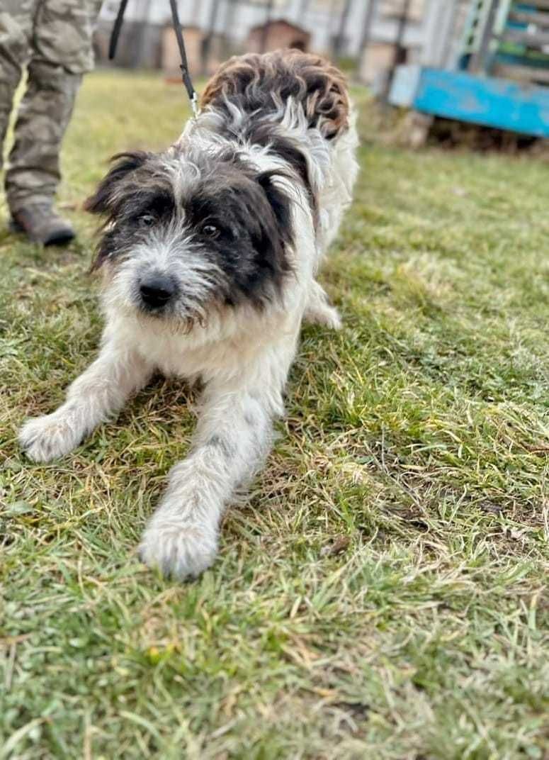 Snoopy pt adopție