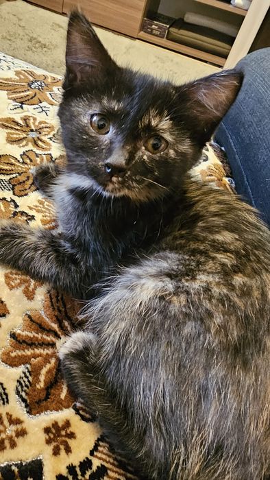 Отдам котёнка в хорошие руки