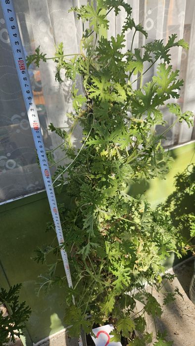 Индрише в саксия